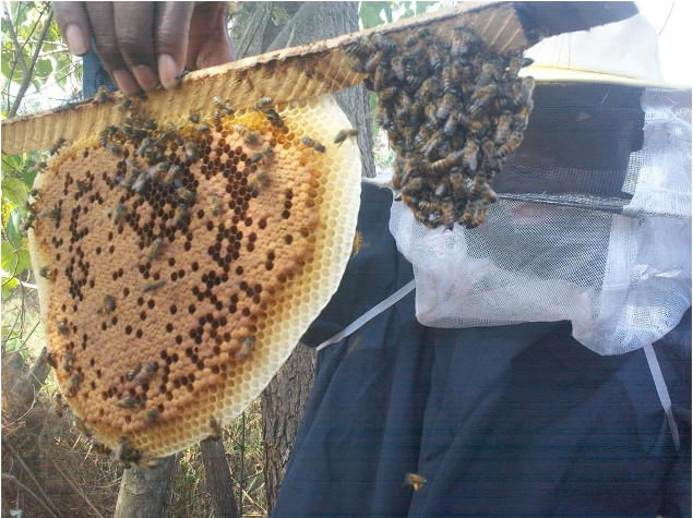 Beekeepers training