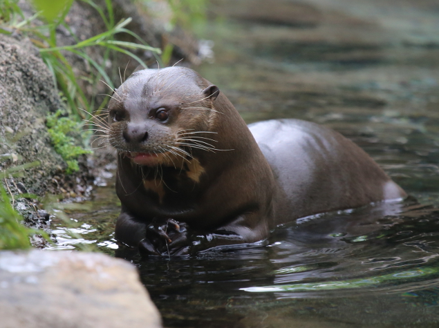 Découvrez la loutre géante, une espèce fascinante en danger de