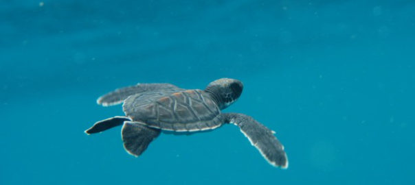 Juvenile green turtle (Chelonia mynas)