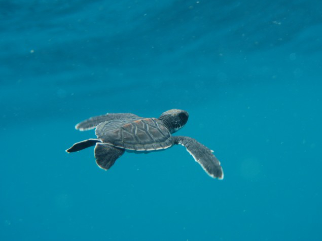 Tortue de mer en coton biologique tricoté