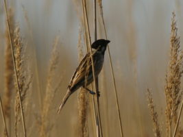 Reed bunting © B.Vollot
