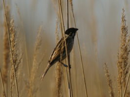 Reed bunting © B.Vollot