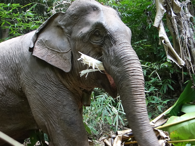 Biodiversity and feeding habits of Asian elephants in Laos - Fondation  Ensemble