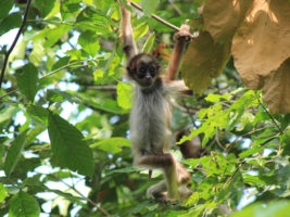 Brown spider monkey (Ateles hybridus)