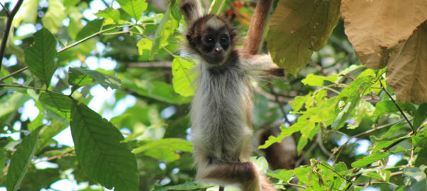 Brown spider monkey (Ateles hybridus)