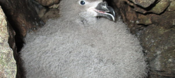 Chick of Black-capped Petrel within nest © Grupo Jaragua