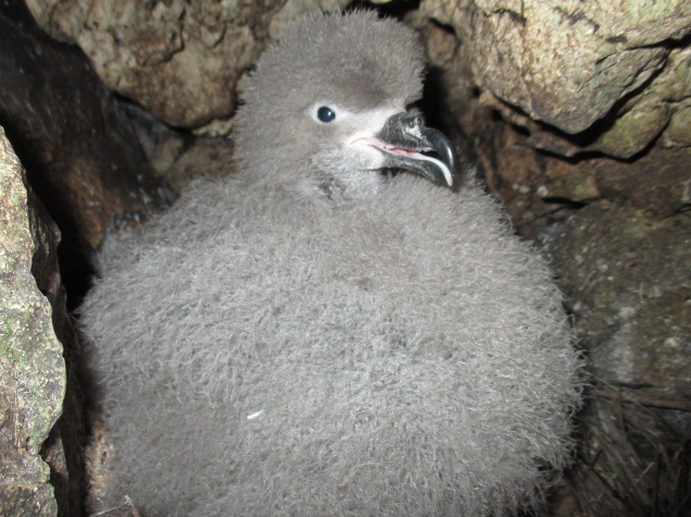 Chick of Black-capped Petrel within nest © Grupo Jaragua