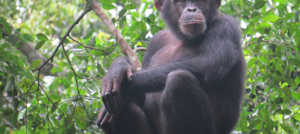 Western Chimpanzee (Pan troglodytes verus) © Amélie Carraut / WCF
