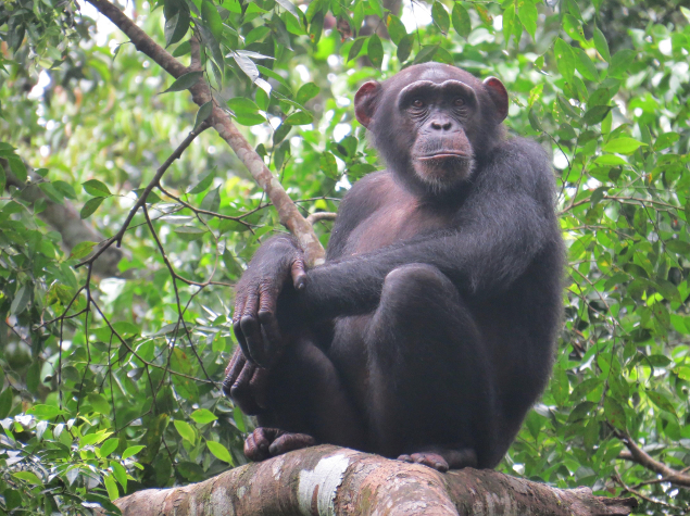 Western Chimpanzee (Pan troglodytes verus) © Amélie Carraut / WCF