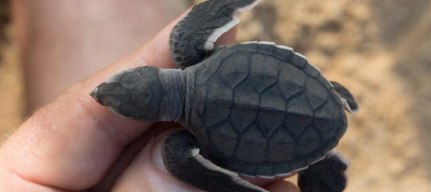 Juvenile green turtle