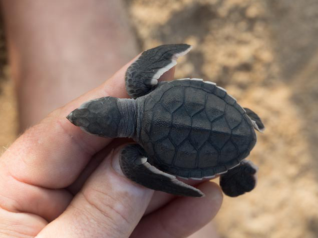 Juvenile green turtle