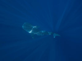palawan whale shark tour