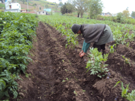 Vegetable planting