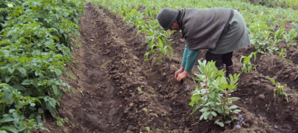 Vegetable planting