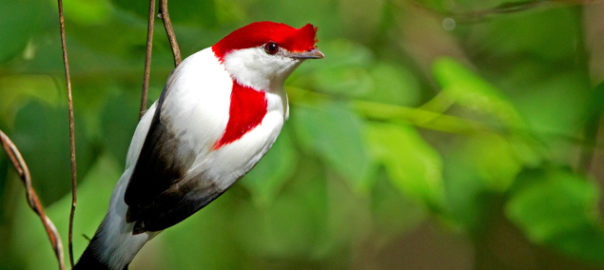 Araripe Manakin © Ciro Albano