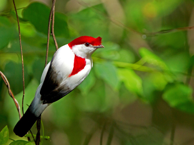 Araripe Manakin © Ciro Albano