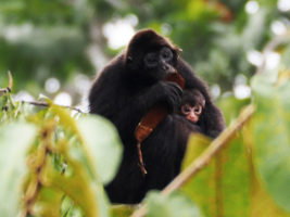 Rainforest Monkeys of Ecuador - Capuchins, Howlers and Spider Monkeys