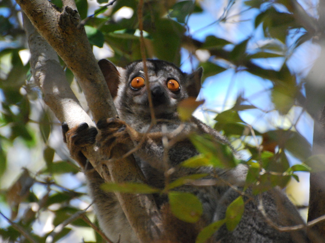 Mongoose lemur