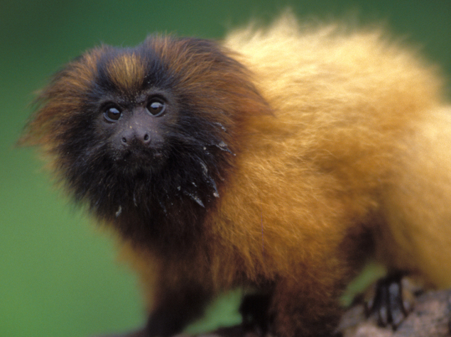 Participatory monitoring and management of the critically endangered  black-faced lion tamarin - Fondation Ensemble