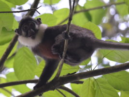 Red-bellied monkey