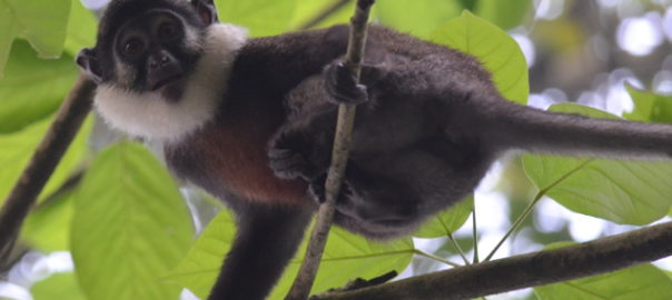 Red-bellied monkey