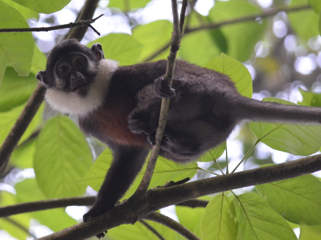 Red-bellied monkey