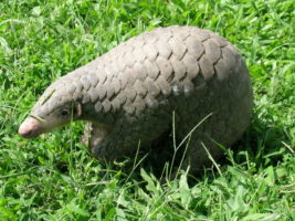 Chinese pangolin © Sarita Jnawali