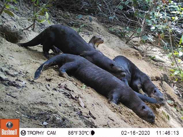 Découvrez la loutre géante, une espèce fascinante en danger de