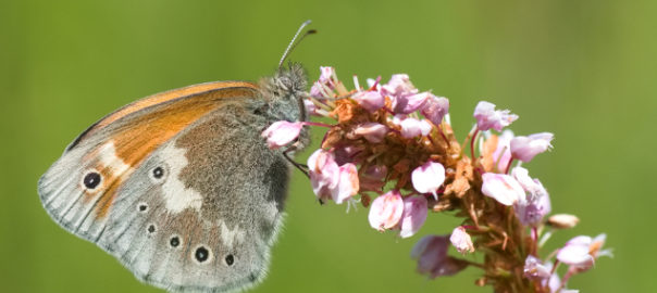 Large heath butterfly (Coenonympha tullia) © Mathilde Poussin