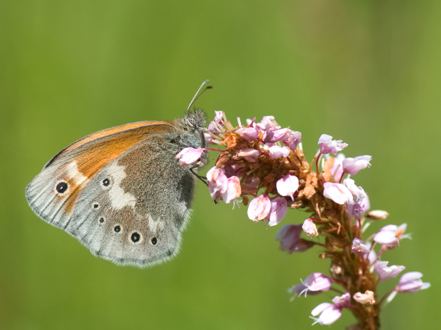 Large heath butterfly (Coenonympha tullia) © Mathilde Poussin