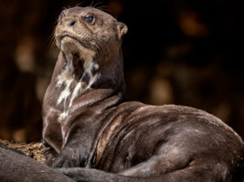 Giant Otter © Ann Fulcher