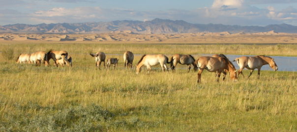 Horses in Mongolia