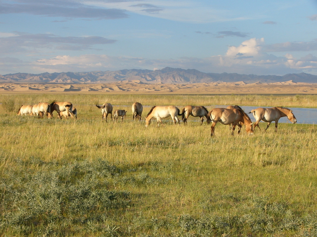 Horses in Mongolia