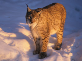 Lynx © Roland Clerc