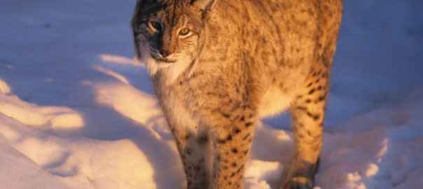 Lynx © Roland Clerc