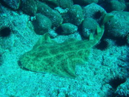 Angelshark - Squatina squatina