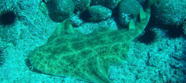 Angelshark - Squatina squatina