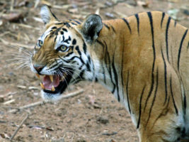 Tiger (c) Sanjay Karkare