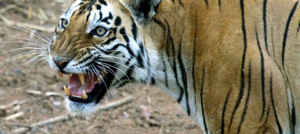 Tiger (c) Sanjay Karkare