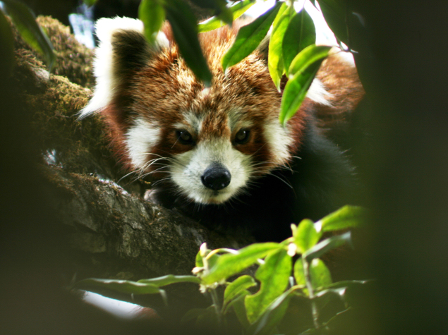 Implication des communautés pour assurer la protection du panda roux, une  espèce menacée - Fondation Ensemble