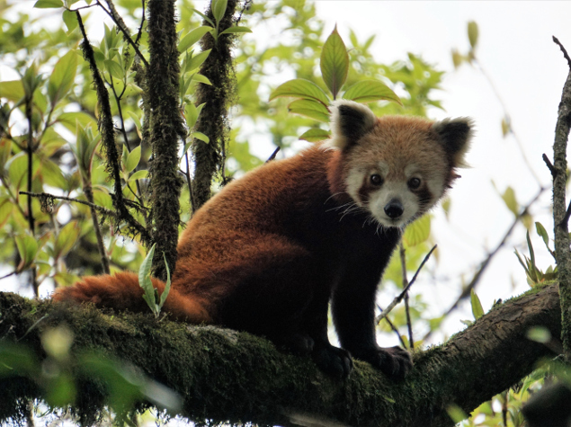 Alerte : l'adorable panda roux est en danger !