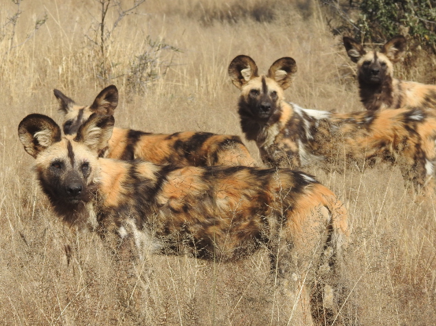 What Countries Do African Wild Dogs Live In
