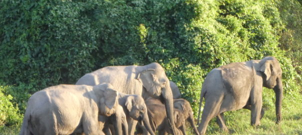 Elephants from Kuiburi National Park on their way to farm land