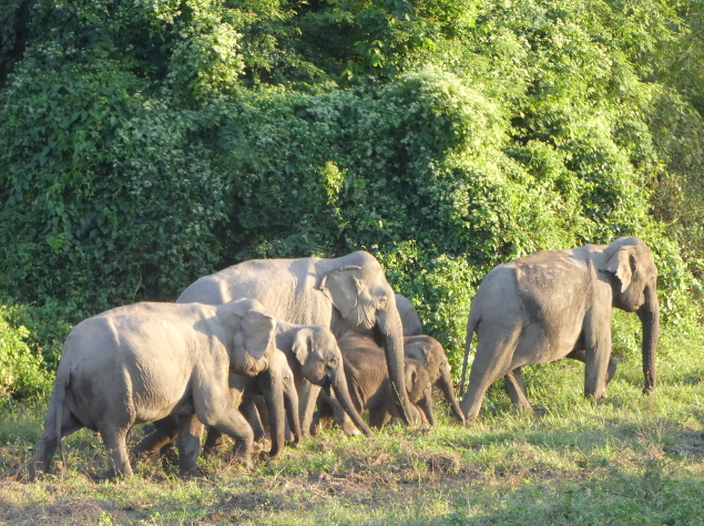 Elephants from Kuiburi National Park on their way to farm land