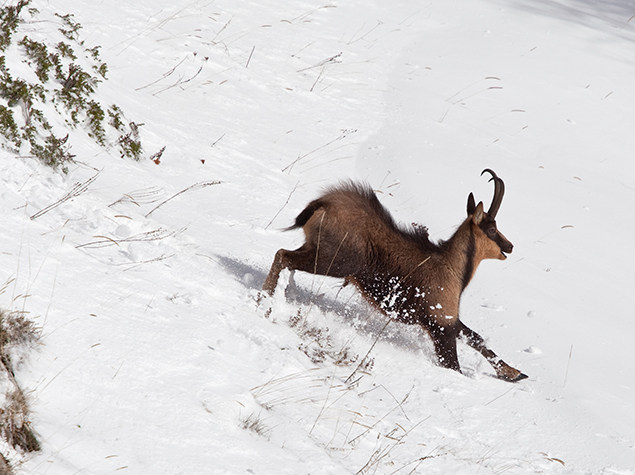 Rewilding the Central Apennines - Fondation Ensemble